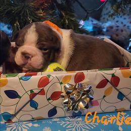 Charlie - Red male Boston Terrier puppy in Lexington, Indiana from NanzBostz