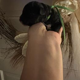 Oliver - Black and white male Cockapoo puppy in Anderson, South Carolina from Cackalacky Companions