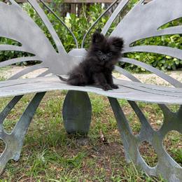 Tini Tiny Twinkle Star - Black female Pomeranian puppy in Florida from 🤎 Dreaming Puppies 🐶
