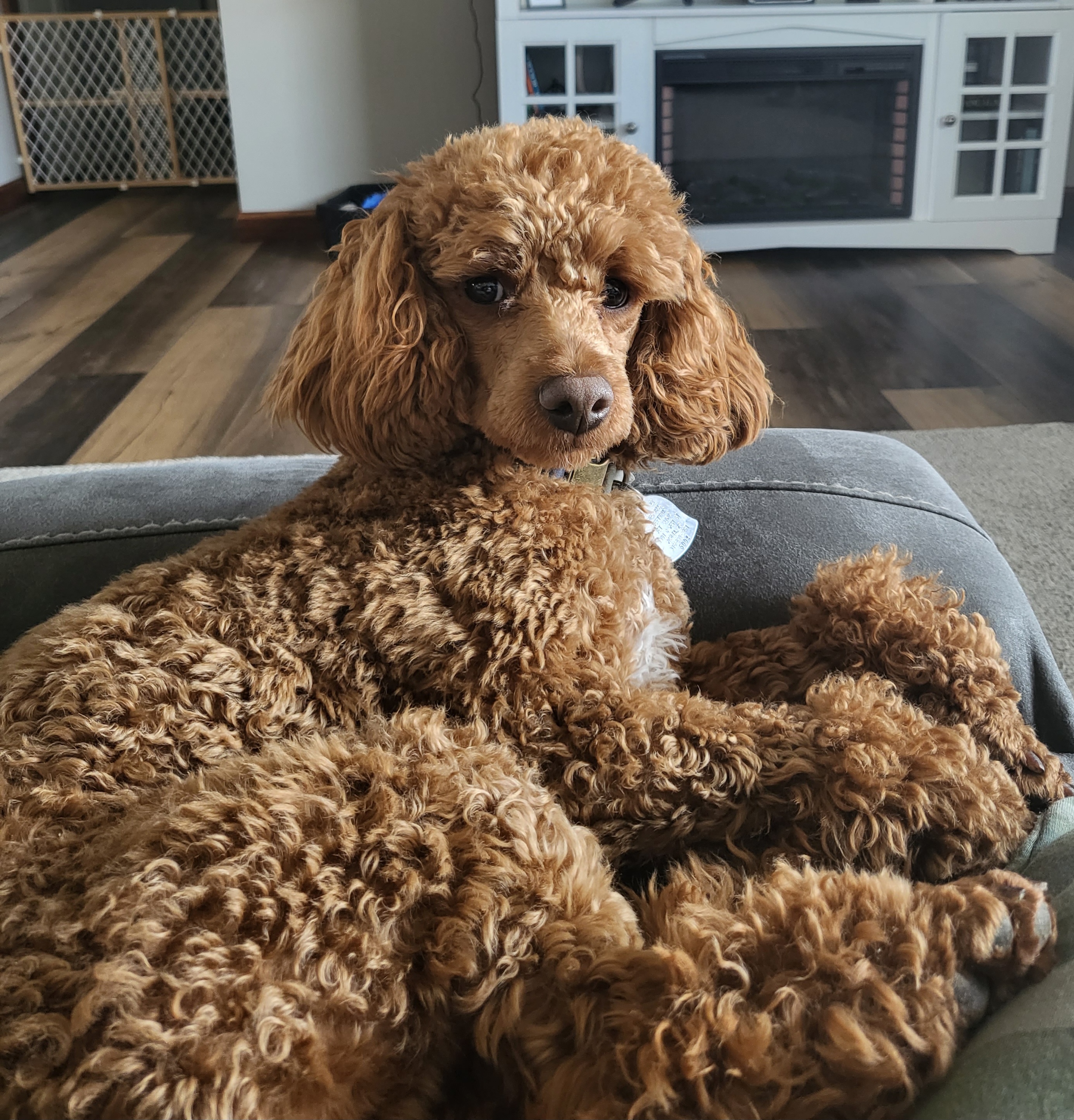 Franklin