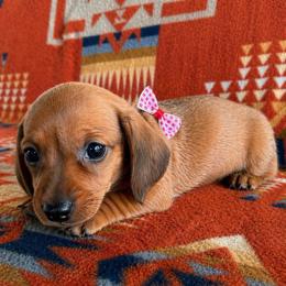 Mocha - Chocolate female Dachshund puppy in Okeechobee, Florida from HotShot Kennels