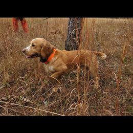 Buddy - Golden male English Cocker Spaniel puppy in Bainbridge, Georgia from Chapman Bird Dogs