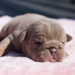 Snowflake - Lilac tri-color female Bulldog puppy in Warsaw, New York from Hillview Kennels