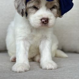 Purple Collar - Merle female Goldendoodle puppy in Blanchard, Oklahoma from Dream Doodles by Dondi