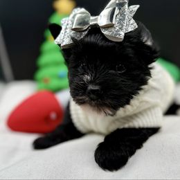 Angel - Parti female Yorkshire Terrier puppy in Tangipahoa County, Louisiana from Riche’ Louisiana Yorkies