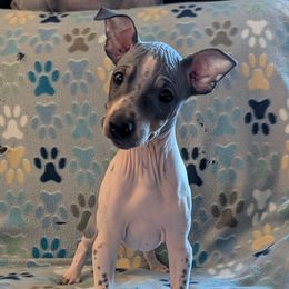 Dragon Fruit - Black tan and white male American Hairless Terrier puppy in Phoenix, Arizona from Bare Valley