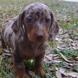 Dachshunds from Countridox Dachshunds