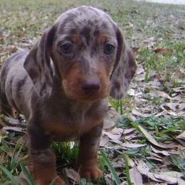Dachshunds from Countridox Dachshunds