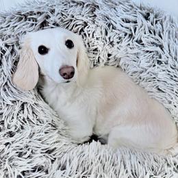 Pearl - Dachshund