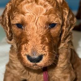 Burgandy - Red  female Poodle puppy in Keedysville, Maryland from Sunshine Red Standard Poodles