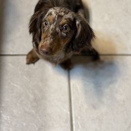 Frankie - Dachshund