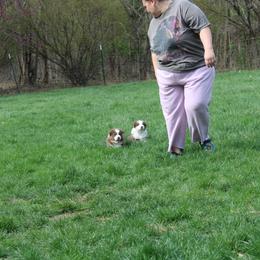 Australian Shepherd Puppies from Starlit Grove Australian Shepherds