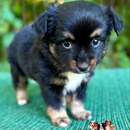 Buck - Black tri male Toy Australian Shepherd puppy in East Berlin, Pennsylvania from Dusty Spring Australian Shepherds, LLC