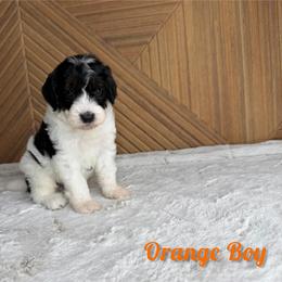 Orange boy - Tri-color male Bernedoodle puppy in Modesto, California from Two Doods Doodles
