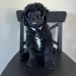Bell - White and black female Bordoodle puppy in Valley Center, California from Circle R Valley Bordoodls