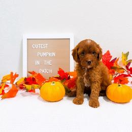 Thursday - Red  male Goldendoodle puppy in Kissimmee, Florida from Poodle Doodle Kennels