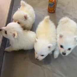 Girl 3 - White female American Eskimo Dog puppy in Squaw Valley, California from Bear Mountain