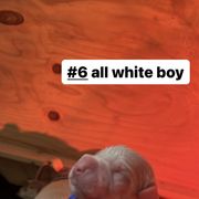 Boy 3 - White Dogo Argentino puppy in California from First-Class Lineage