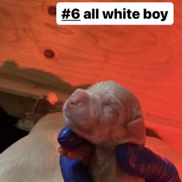 Boy 3 - White Dogo Argentino puppy in California from First-Class Lineage