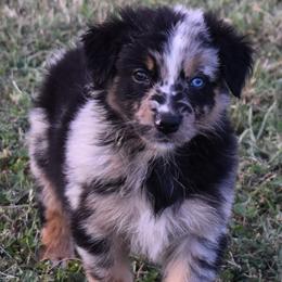 Dempsey - Blue merle male Australian Shepherd puppy in Nowata, Oklahoma from 4Feathers