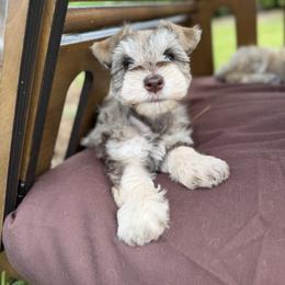 Miniature Schnauzer Puppies from Rooted Hearts Miniature Schnauzers
