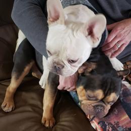 French Bulldog and Shih Tzu All Grown Up from Lynne's Frenchie Tzu