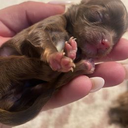 Chihuahua Puppies from Golden state chihuahuas