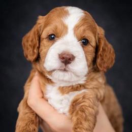 Three - Red  male Goldendoodle puppy in Phoenix, Arizona from Doodles of the Desert