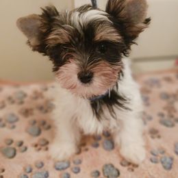 Noble Legacys Forever Peaches - Biewer Terrier puppy from Noble Legacy Biewers