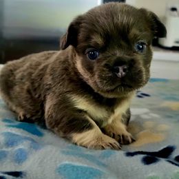 Han Solo - Tricolors male French Bulldog puppy in San Diego, California from Forbes List Frenchies