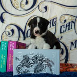 Border Collie, Papillon, Sporty Mix, and Whippet Puppies from Old Hemp Border Collies / Open Horizon Sport Dogs