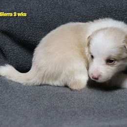 Sierra - Gold female Border Collie puppy in Richmond, Maine from Lil Maine Border Collies