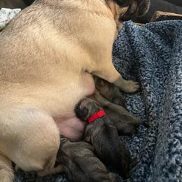 Boy 1 - Fawn male Pug puppy in Frisco, Texas from RD Pugs