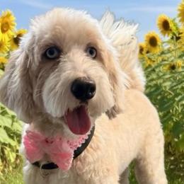 Savannah - Bernedoodle