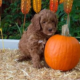 Mochi - Red  Goldendoodle puppy in Rocklin, California from FurEver Yours Goldendoodles