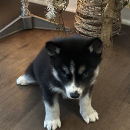 Ebony - Black and white female Siberian Husky puppy in Summerville, South Carolina from Carolina Husky Lodge