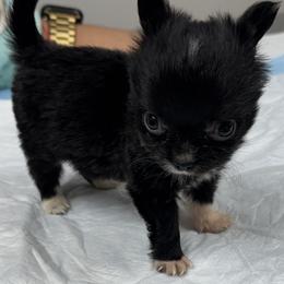 Micro Mr Black Phantom 10 oz 6500 2-3lb full grown - Black and white male Chihuahua puppy in Las Vegas, Nevada from Quality Poms Chihuahua Yorkies of Las vegas