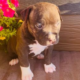 Girl 3 - Brown brindle female American Pit Bull Terrier puppy in Tenino, Washington from West Winds American Pit Bull Terriers