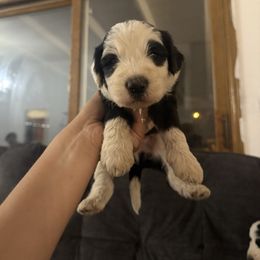 Max - Black and white male Old English Sheepdog puppy in Acton, California from Fab OES