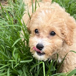 Sweets - Goldendoodle