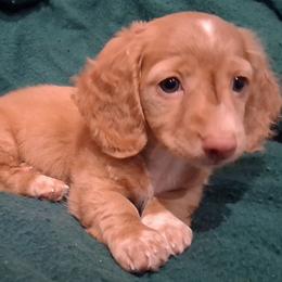 Dachshund Puppies from Dax Place