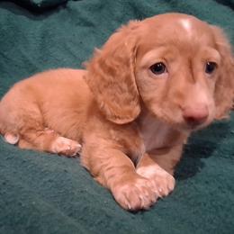 Dachshund Puppies from Dax Place