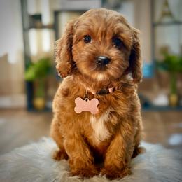 Madeleine - Red female Cavapoo puppy in Palm Beach County, Florida from Benji’s Cockapoos