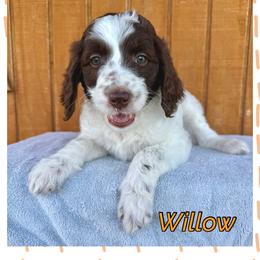 Willow - Parti female Goldendoodle puppy in Caddo Mills, Texas from Fire Wife Doodles