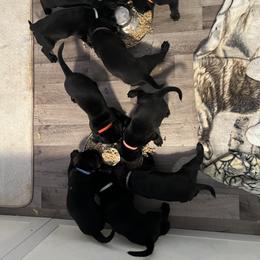 Irish Setter and Labrador Retriever Puppies from Kilkieran Kennels and Snowstorm Labradors