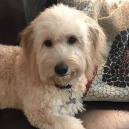 Goldendoodles and Golden Retrievers from Servant Kennel