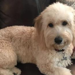Goldendoodles and Golden Retrievers from Servant Kennel