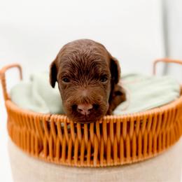 Sierra - Chocolate female Goldendoodle puppy in North Carolina from Tuxedo Mountain Doodles