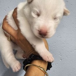 Girl 1 nova - Black and white female Siberian Husky puppy in Springfield, Massachusetts from 16acreshuskies