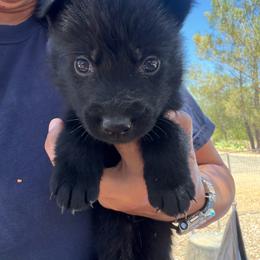 Yellow - Black male German Shepherd puppy in Descanso, California from KVA Shepherds